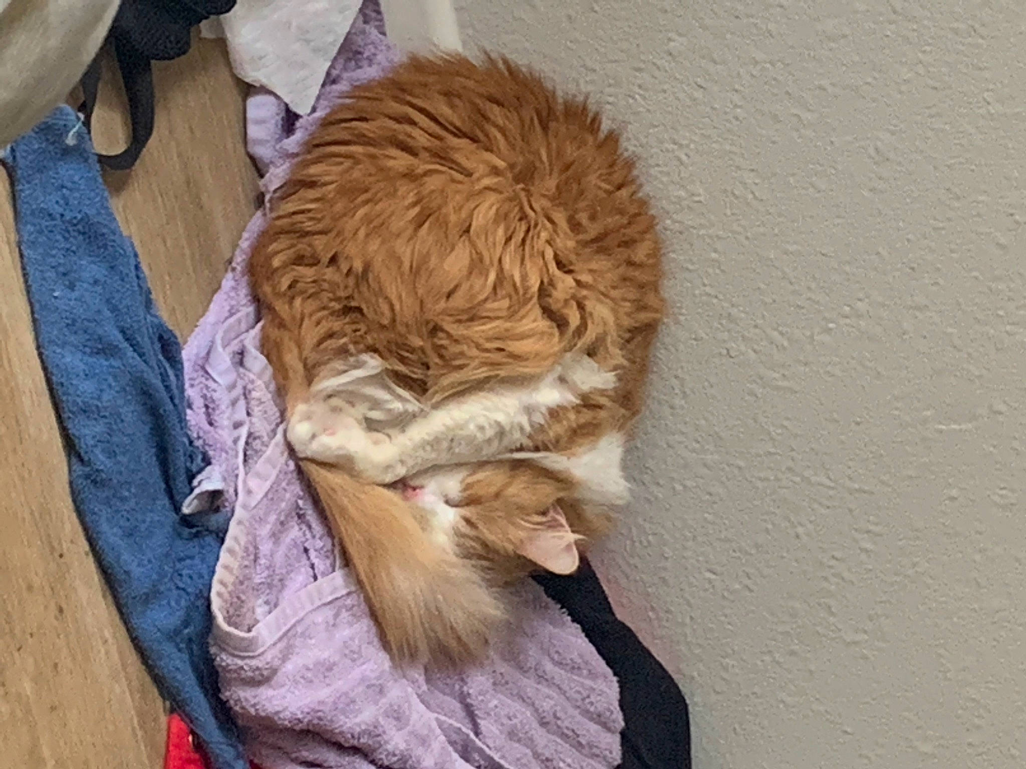 Juju is registered to the contest to win money with this photo: canidae, carnivore, claw, companion_dog, dog_breed, domestic_short_haired_cat, fawn, feather, felidae, fur, fur_clothing, liver, nap, small_to_medium_sized_cats, snout, sporting_group, tail, whiskers, wood, wool