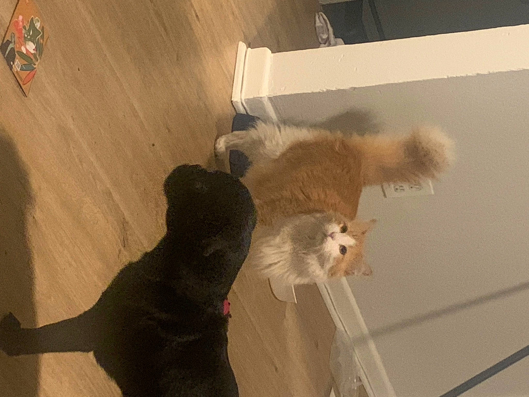 Juju joined the competition — help win amazing prizes! canidae, carnivore, claw, companion_dog, dog_breed, fawn, felidae, floor, flooring, fur, hardwood, pet_supply, plaster, room, shadow, small_to_medium_sized_cats, sporting_group, tail, whiskers, wood