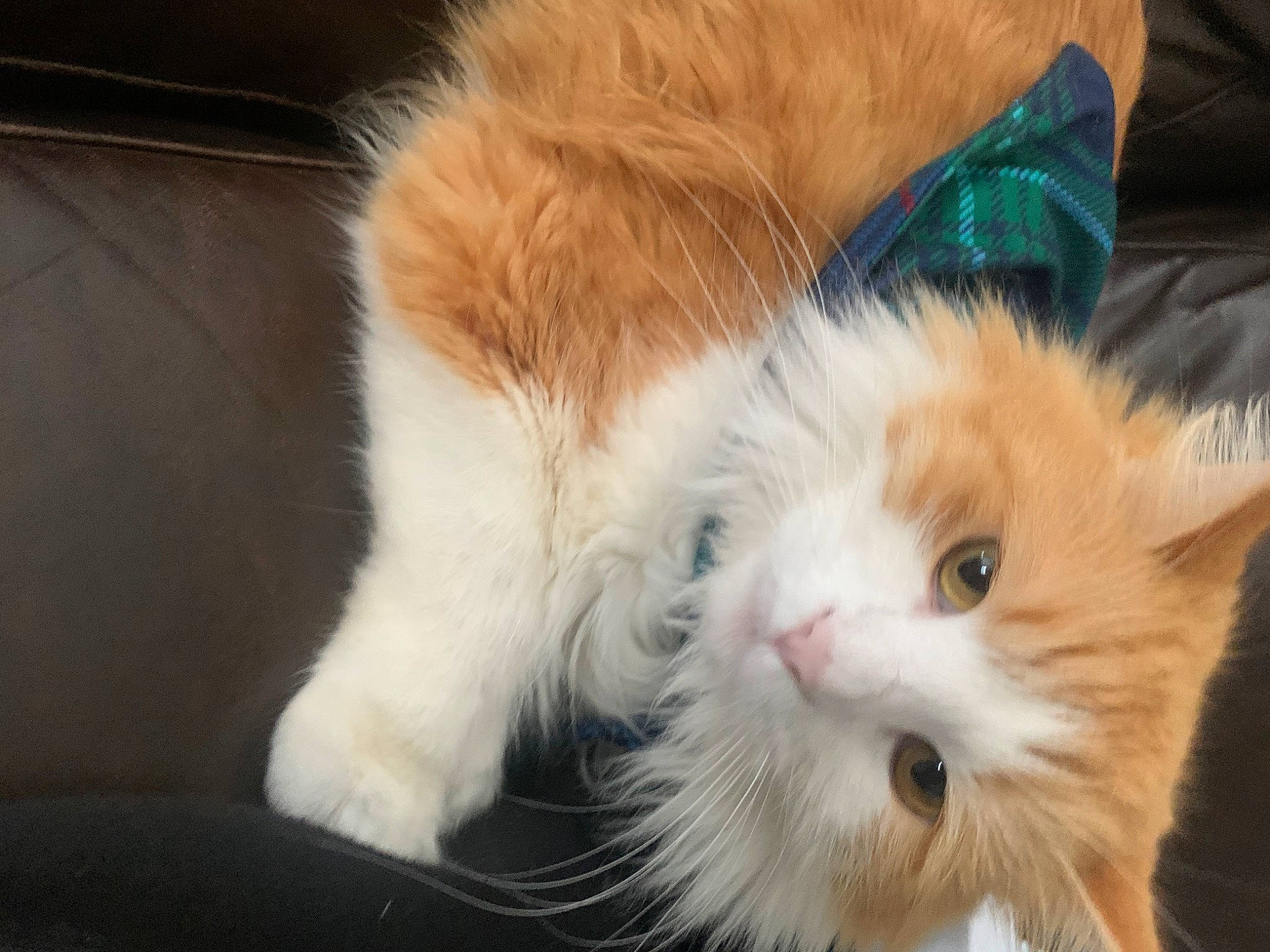 Juju joined the competition — help win amazing prizes! carnivore, cat, claw, comfort, companion_dog, eye, fawn, felidae, fur, iris, mammal, paw, small_to_medium_sized_cats, snout, tail, terrestrial_animal, whiskers