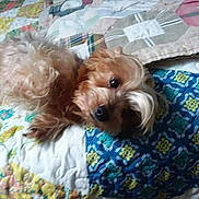 Miss Sadie Mae Marie joined the competition — help win amazing prizes! dog, small_dog, yorkshire_terrier, pet, quilt, blanket, bed, indoor, fur, cute, lying_down, looking_at_camera, brown_eyes, nose, paw, patterned_textile, colorful, cozy, closeup, sleepy