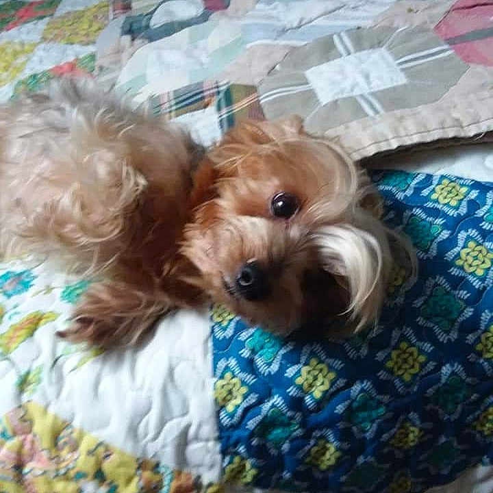 Miss Sadie Mae Marie joined the competition — help win amazing prizes! bed, blanket, brown_eyes, closeup, colorful, cozy, cute, dog, fur, indoor, looking_at_camera, lying_down, nose, patterned_textile, paw, pet, quilt, sleepy, small_dog, yorkshire_terrier