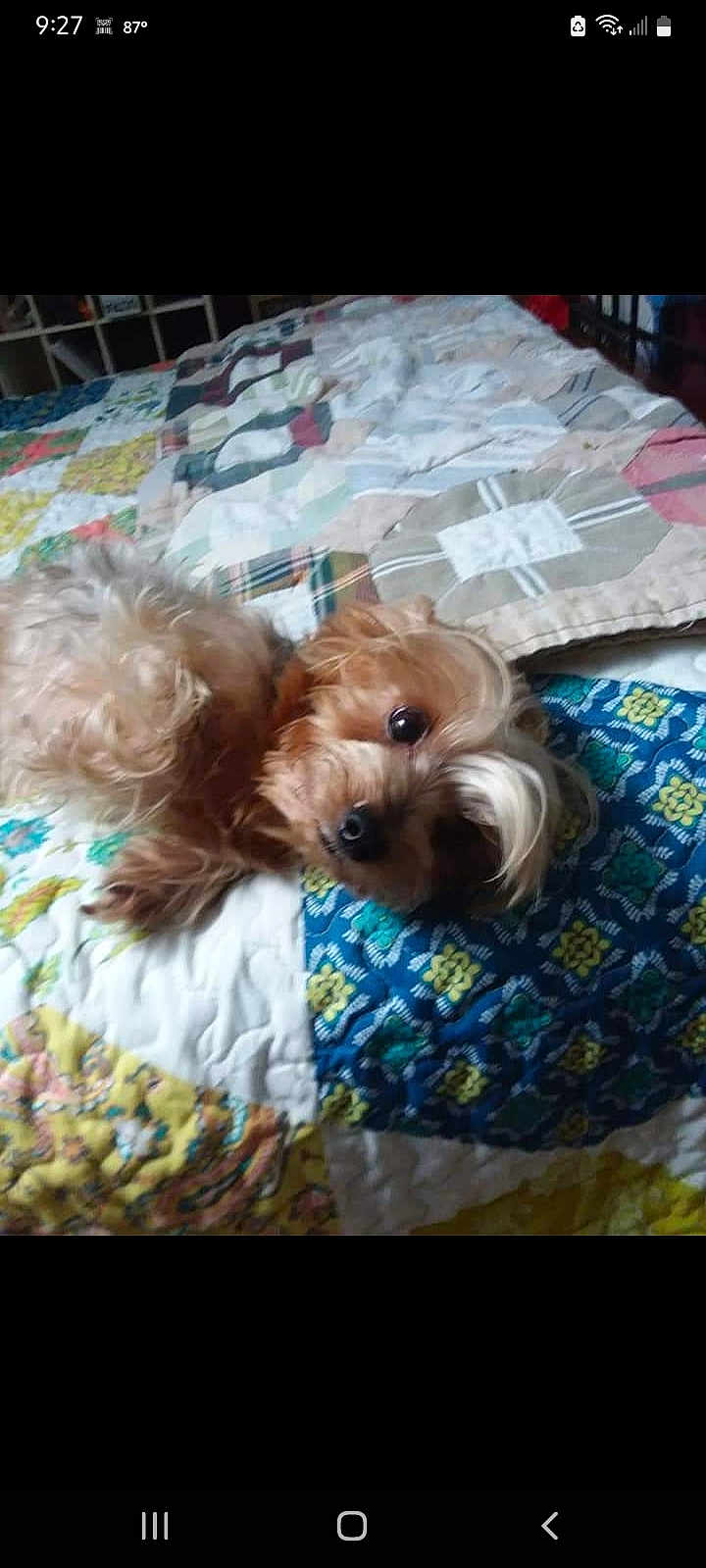 Miss Sadie Mae Marie joined the competition — help win amazing prizes! dog, small_dog, yorkshire_terrier, pet, quilt, blanket, bed, indoor, fur, cute, lying_down, looking_at_camera, brown_eyes, nose, paw, patterned_textile, colorful, cozy, closeup, sleepy