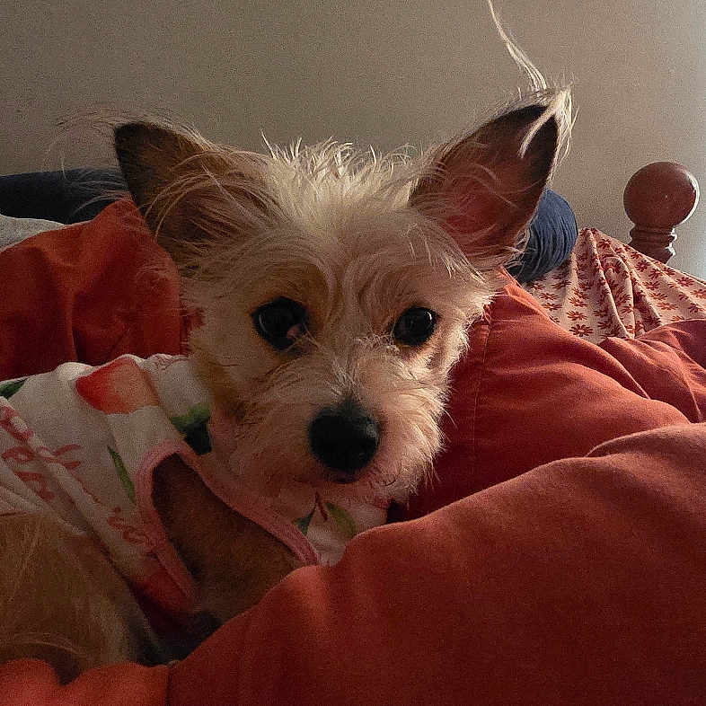 Harley