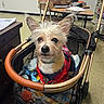 dog, stroller, indoor, classroom, desk, poster, educational_material, floor, person, jeans, pet, leash, mesh, handlebar, seat, animal, fur, ears, collar, looking