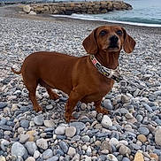 Joulska participe au concours pour gagner de l'argent avec cette photo : animal, beach, boxer, bulldog, canine, coast, dog, hound, nature, outdoors, pebble, person, pet, pointer, puppy, rock, rubble, sea, shoreline, water