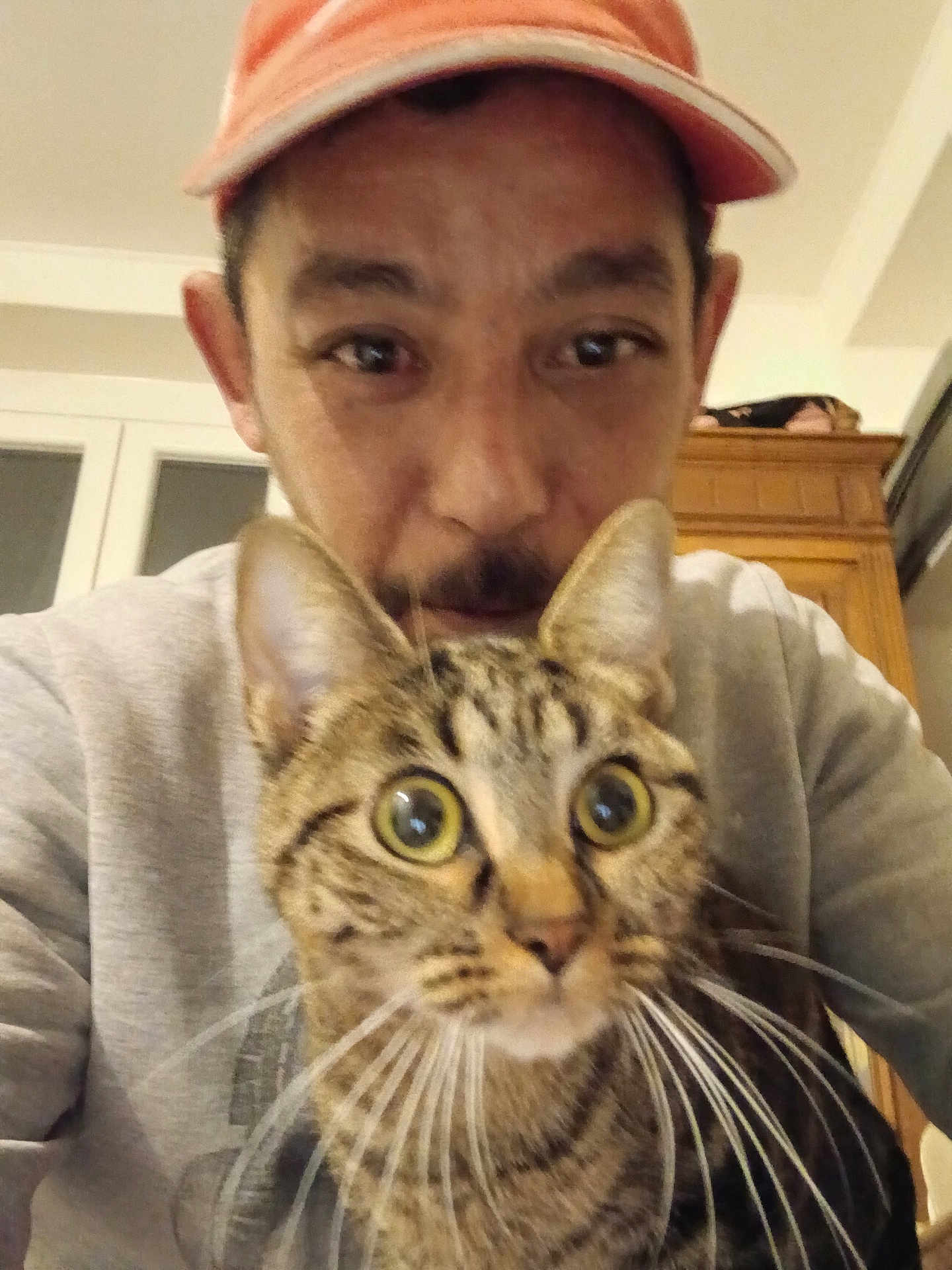 Loulou a rejoint le concours — aidez-le/la à gagner de superbes lots ! man, cat, tabby_cat, orange_cap, gray_sweatshirt, indoor, furniture, cabinet, face, whiskers, eyes, portrait, closeup, pet, domestic_animal, curious, expression, human, holding, selfie