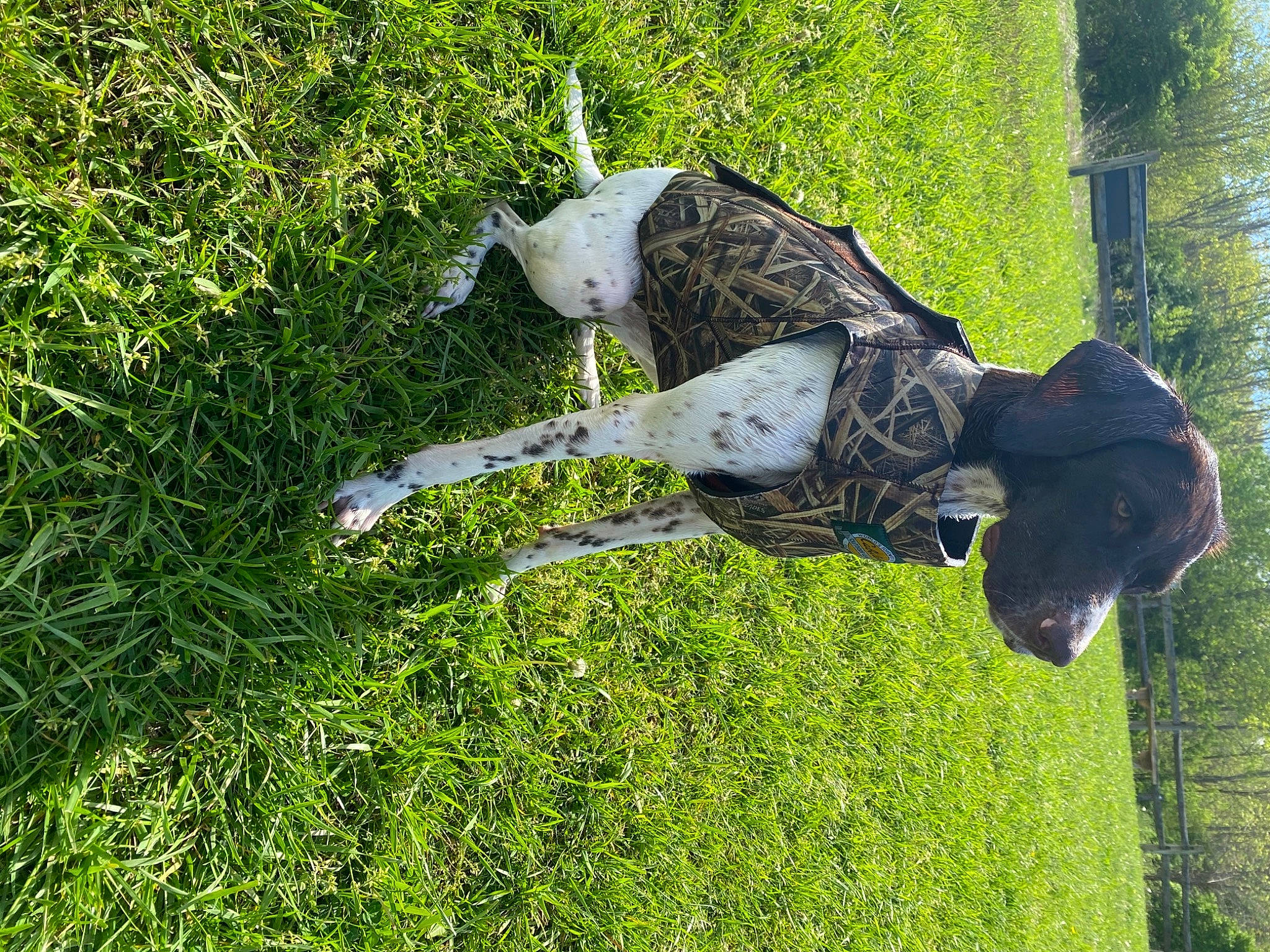 Baileigh joined the competition — help win amazing prizes! art, dog_breed, garden, grass, grassland, groundcover, landscape, lawn, lawn_ornament, pasture, plant, sculpture, shrub, sporting_group, statue, tail, tree, water, working_animal, yard