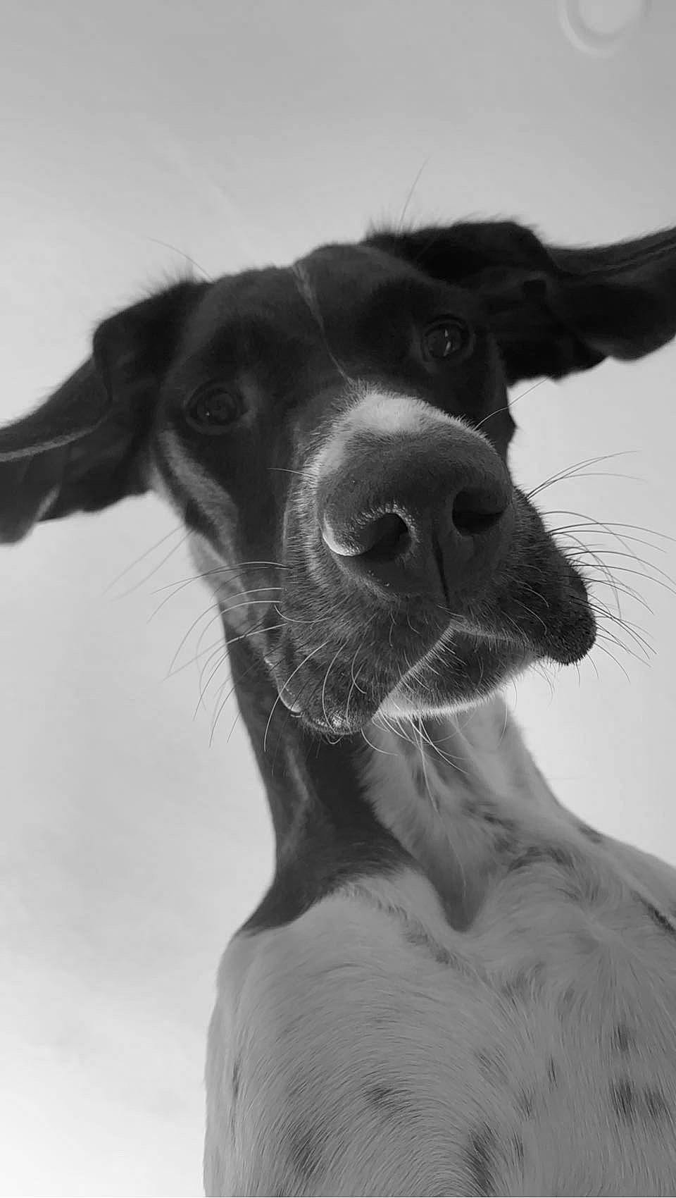 Baileigh joined the competition — help win amazing prizes! canidae, carnivore, collar, companion_dog, dog, dog_breed, dog_collar, fur, guard_dog, happy, mammal, monochrome, monochrome_photography, snout, sporting_group, style, vertebrate, whiskers, working_animal, working_dog