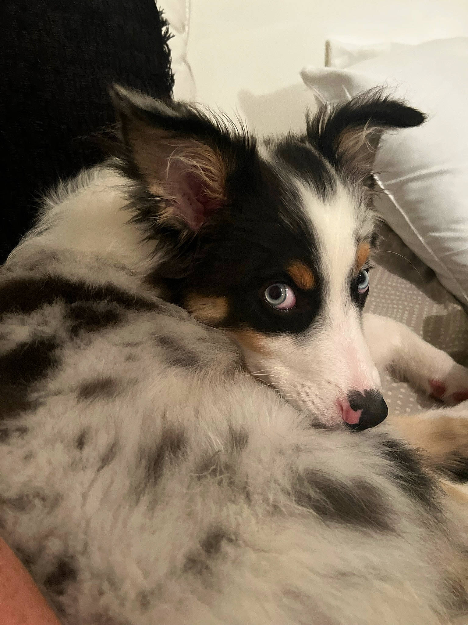 Aspen joined the competition — help win amazing prizes! australian_collie, australian_shepherd, border_collie, canidae, carnivore, companion_dog, dog, dog_breed, fur, herding_dog, scotch_collie, snout, sporting_group, terrestrial_animal, whiskers, working_animal, working_dog