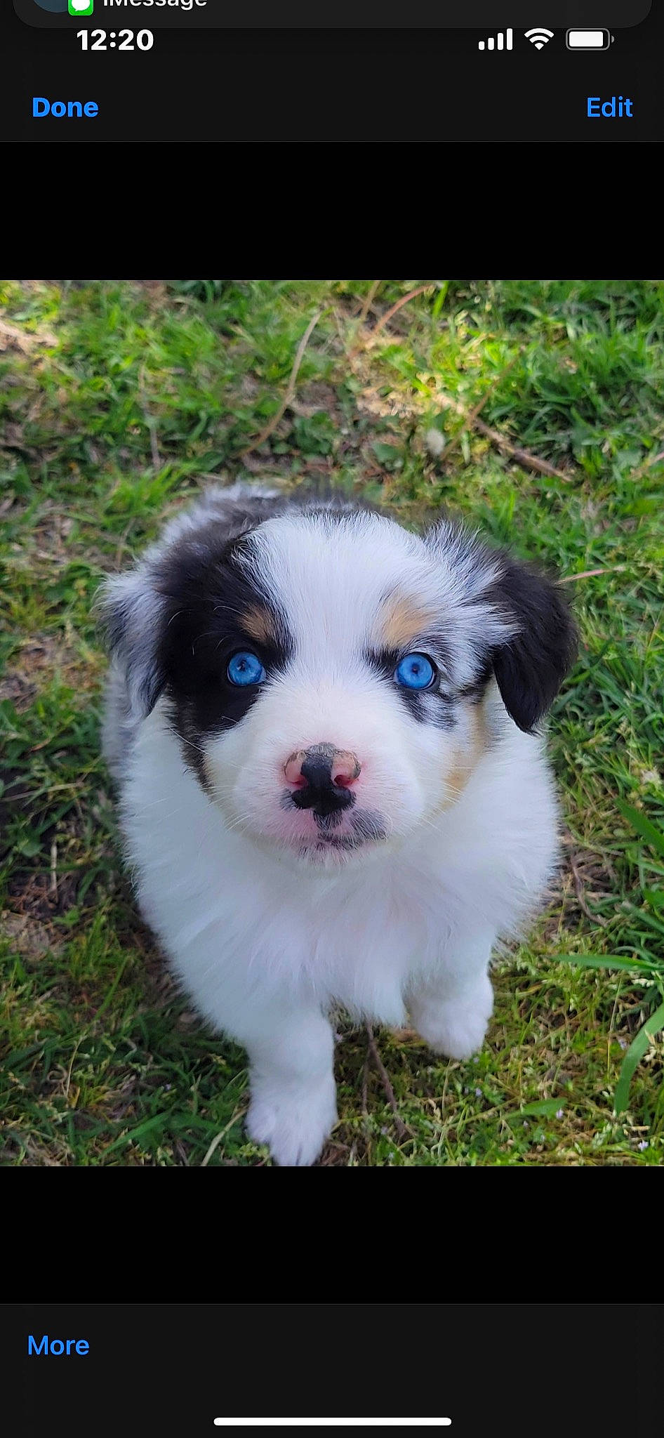 Aspen joined the competition — help win amazing prizes! bored, canidae, carnivore, companion_dog, dog, dog_breed, fawn, fur, grass, non_sporting_group, plant, puppy, snout, soil, sporting_group, terrestrial_animal, toy_dog, whiskers, working_animal, working_dog