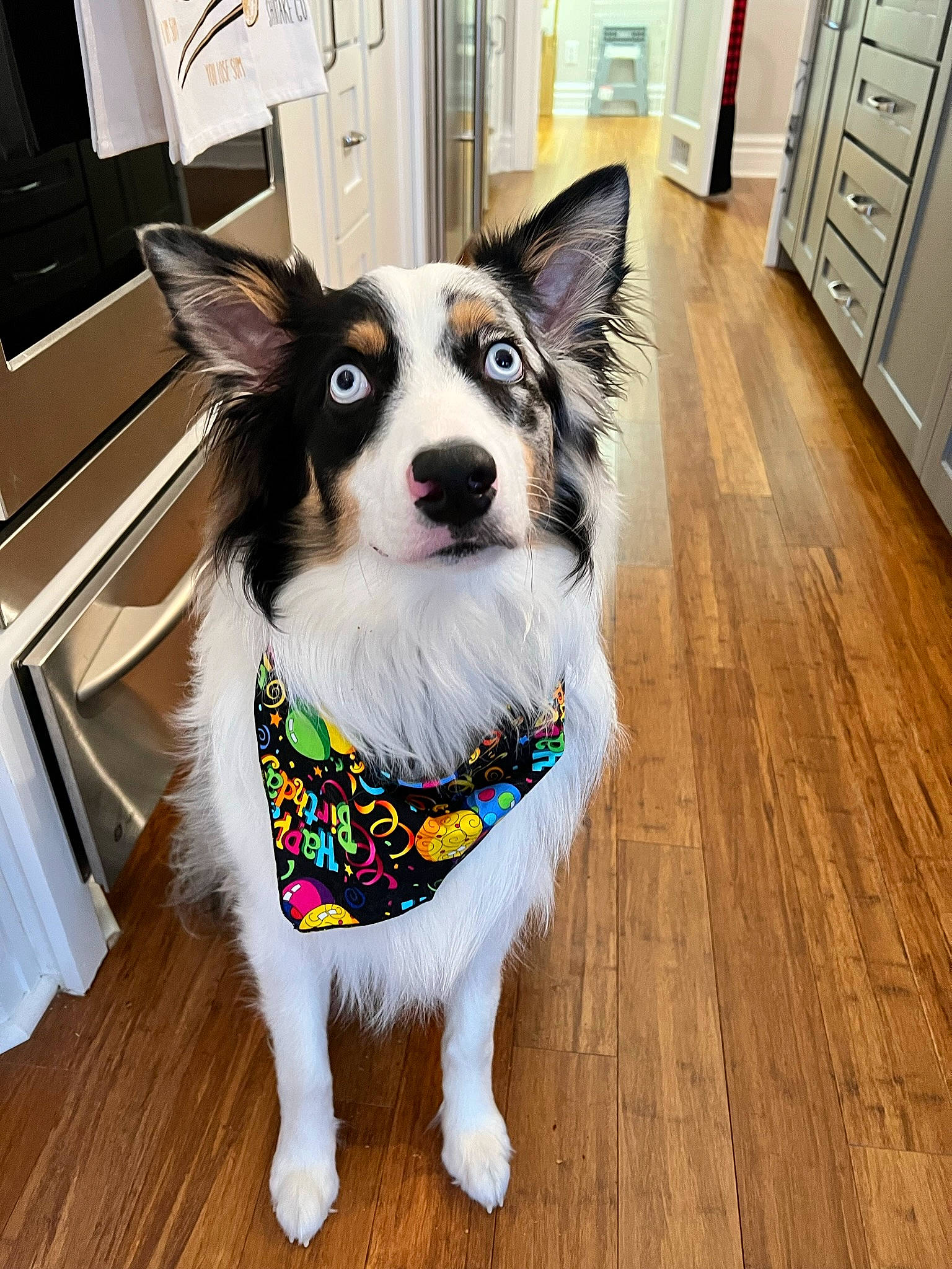 Aspen joined the competition — help win amazing prizes! cabinetry, canidae, carnivore, collar, companion_dog, dog, dog_breed, dog_collar, dog_supply, door, floor, flooring, fur, hardwood, leash, snout, sporting_group, whiskers, wood, working_animal