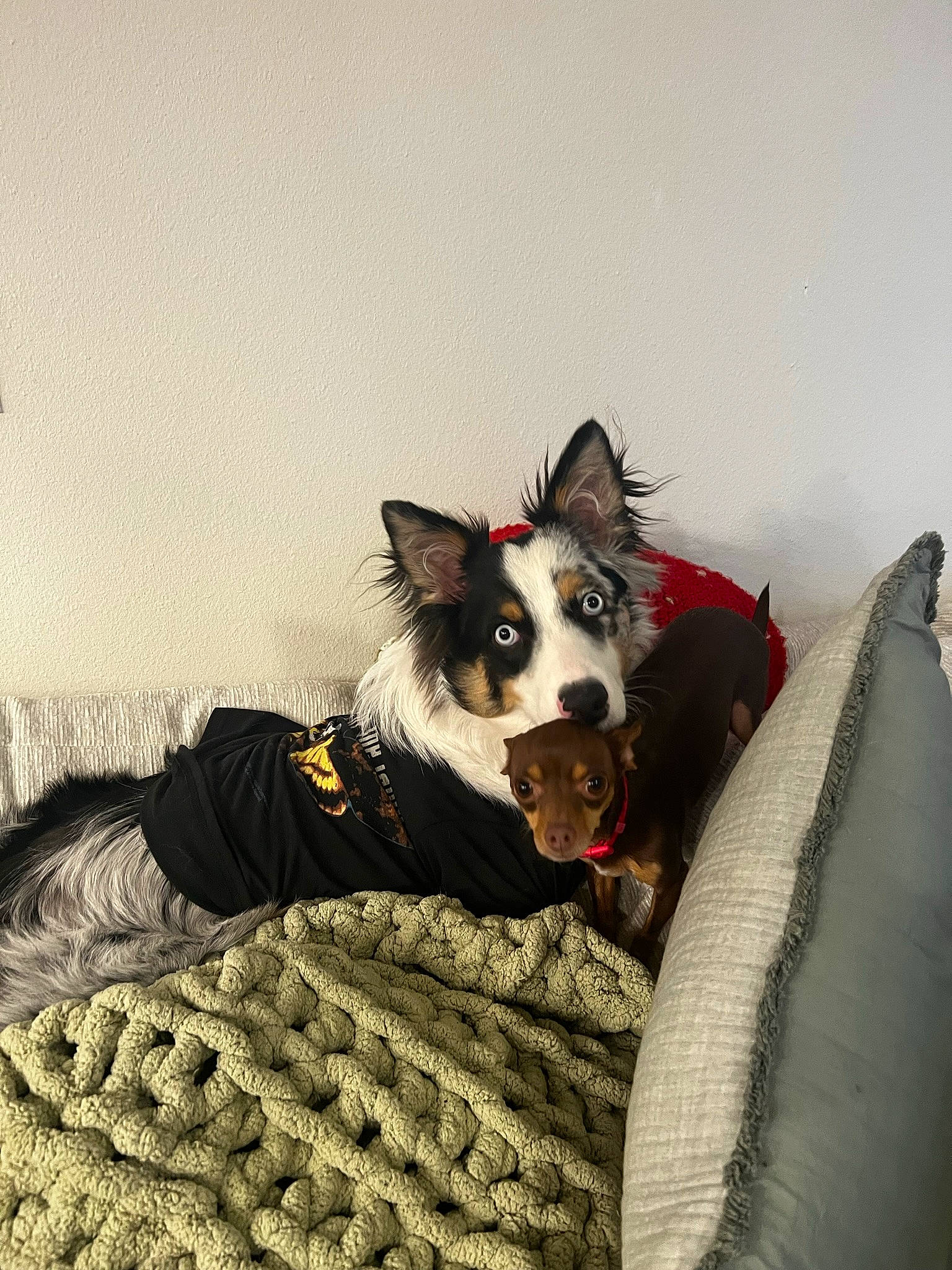 Aspen is registered to the contest to win money with this photo: border_collie, canidae, carmine, carnivore, comfort, companion_dog, dog, dog_breed, dog_supply, fur, happy, herding_dog, non_sporting_group, sitting, sporting_group, whiskers, working_animal, working_dog