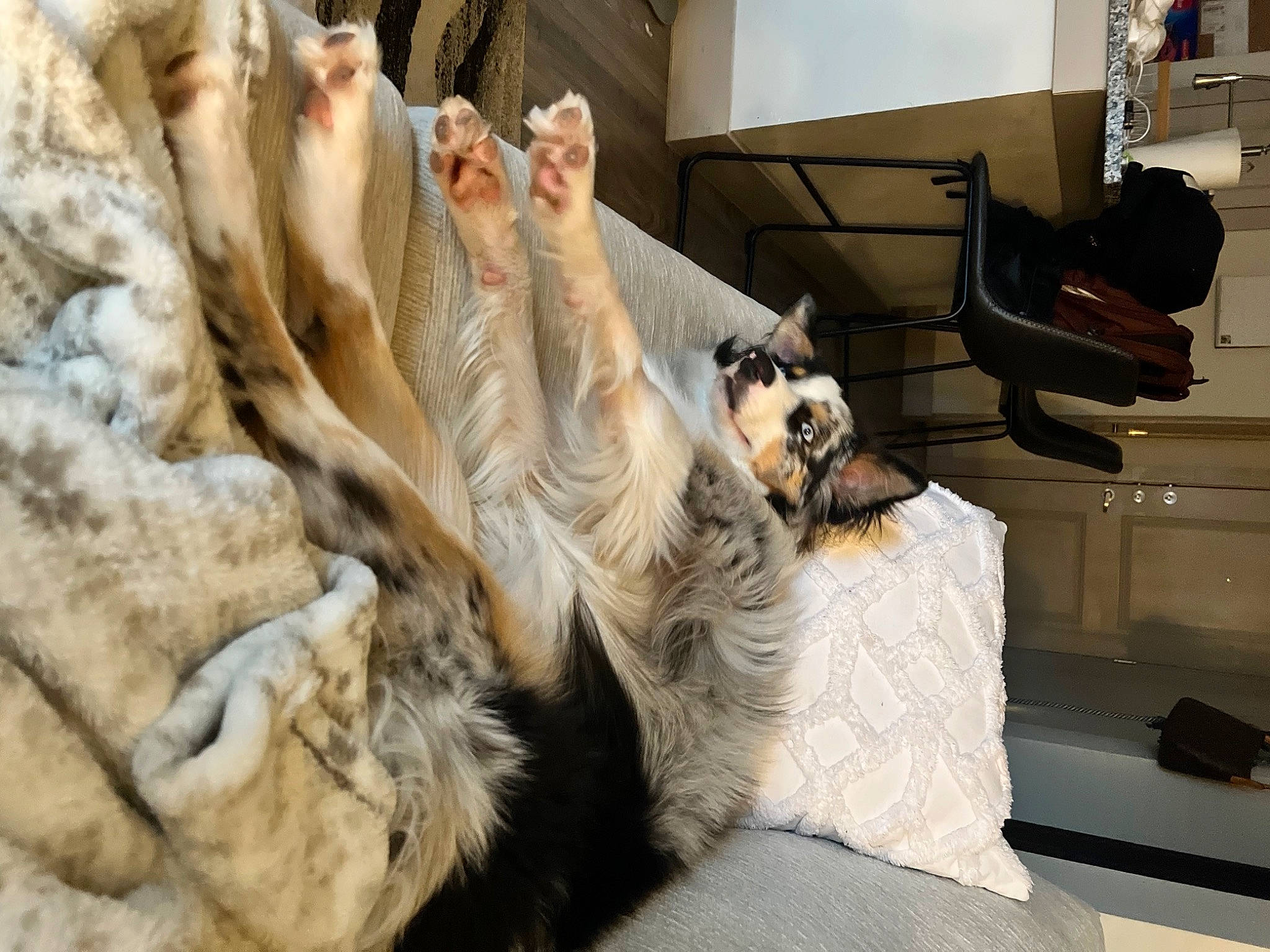 Aspen is registered to the contest to win money with this photo: canidae, carnivore, comfort, companion_dog, couch, dog, dog_breed, fawn, felidae, fur, fur_clothing, lamp, linens, living_room, room, small_to_medium_sized_cats, sporting_group, textile, tree, whiskers