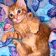 Garfield joined the competition — help win amazing prizes! kitten, cat, orange_tabby, fur, pet, animal, baby_cat, cute, lying_down, blanket, butterfly_pattern, soft_texture, indoor, closeup, whiskers, paw, fur_pattern, playful, wide_eyes, domestic_cat