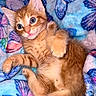 kitten, cat, orange_tabby, fur, pet, animal, baby_cat, cute, lying_down, blanket, butterfly_pattern, soft_texture, indoor, closeup, whiskers, paw, fur_pattern, playful, wide_eyes, domestic_cat