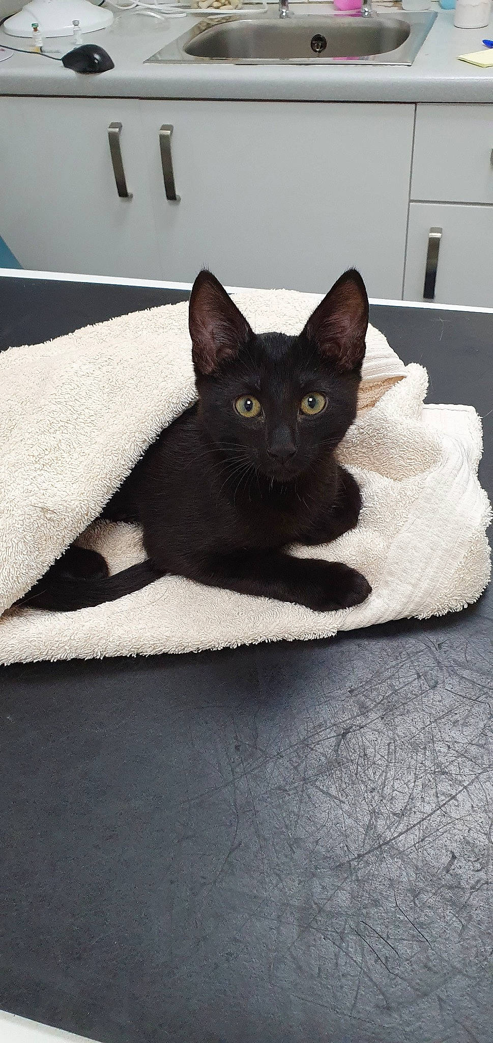 Edgar joined the competition — help win amazing prizes! asian, black_cat, burmese, carnivore, cat, domestic_short_haired_cat, felidae, havana_brown, kitten, korat, mammal, oriental_shorthair, small_to_medium_sized_cats, whiskers