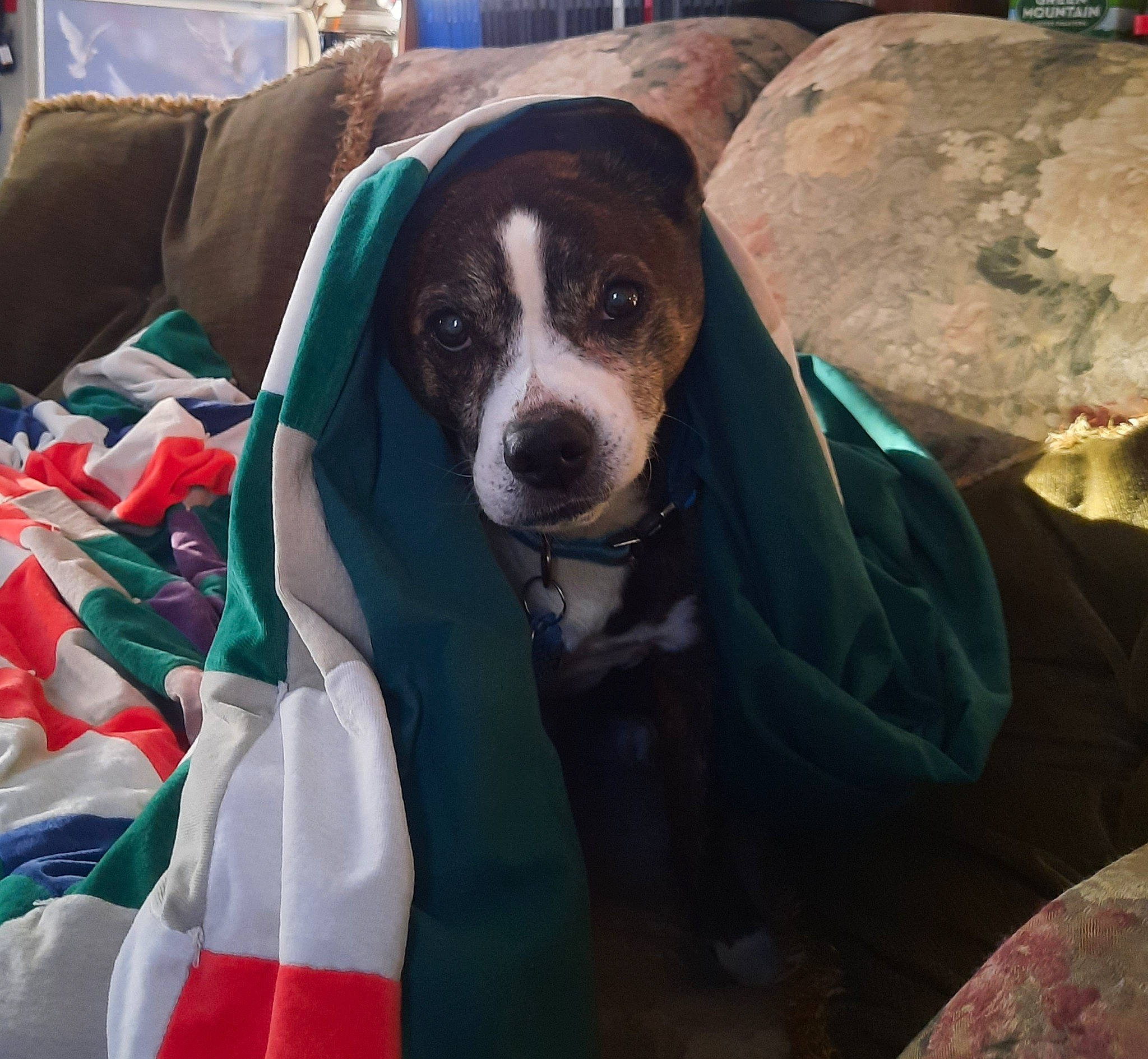 Ichabod is registered to the contest to win money with this photo: adventure, canidae, car_seat_cover, carmine, carnivore, collar, comfort, companion_dog, dog, dog_breed, dog_supply, hat, hunting_dog, non_sporting_group, personal_protective_equipment, scent_hound, spaniel, toy_dog, whiskers, working_animal