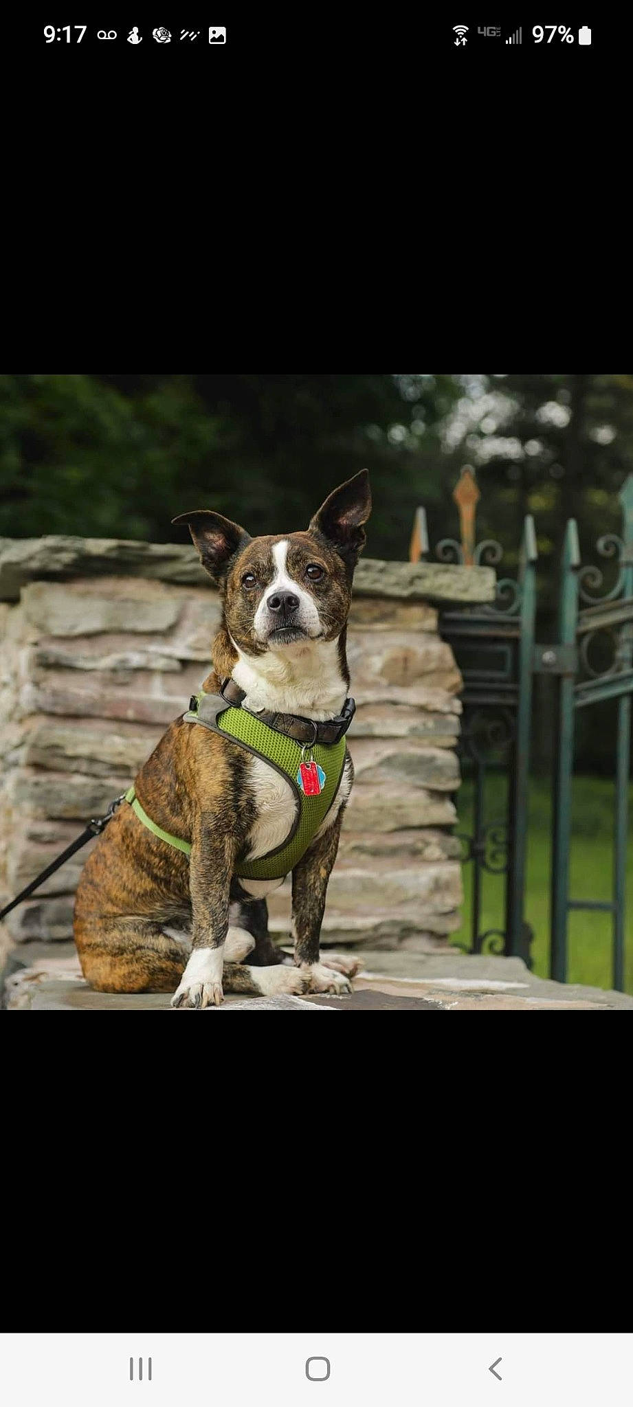 Ichabod is registered to the contest to win money with this photo: canidae, carnivore, collar, companion_dog, dog, dog_breed, dog_collar, dog_supply, fashion_accessory, fawn, fence, grass, leash, pet_supply, plant, snout, sporting_group, whiskers, window, working_animal