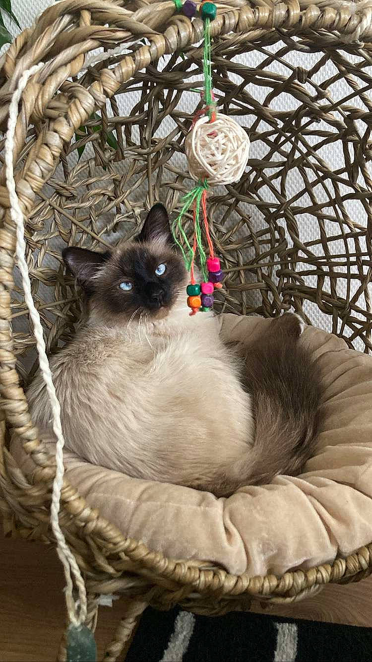 Saphir a rejoint le concours — aidez-le/la à gagner de superbes lots ! balinese, birman, carnivore, cat, cat_bed, cat_supply, comfort, domestic_short_haired_cat, fawn, felidae, fur, grass, ragdoll, siamese, small_to_medium_sized_cats, snout, tail, thai, twig, whiskers