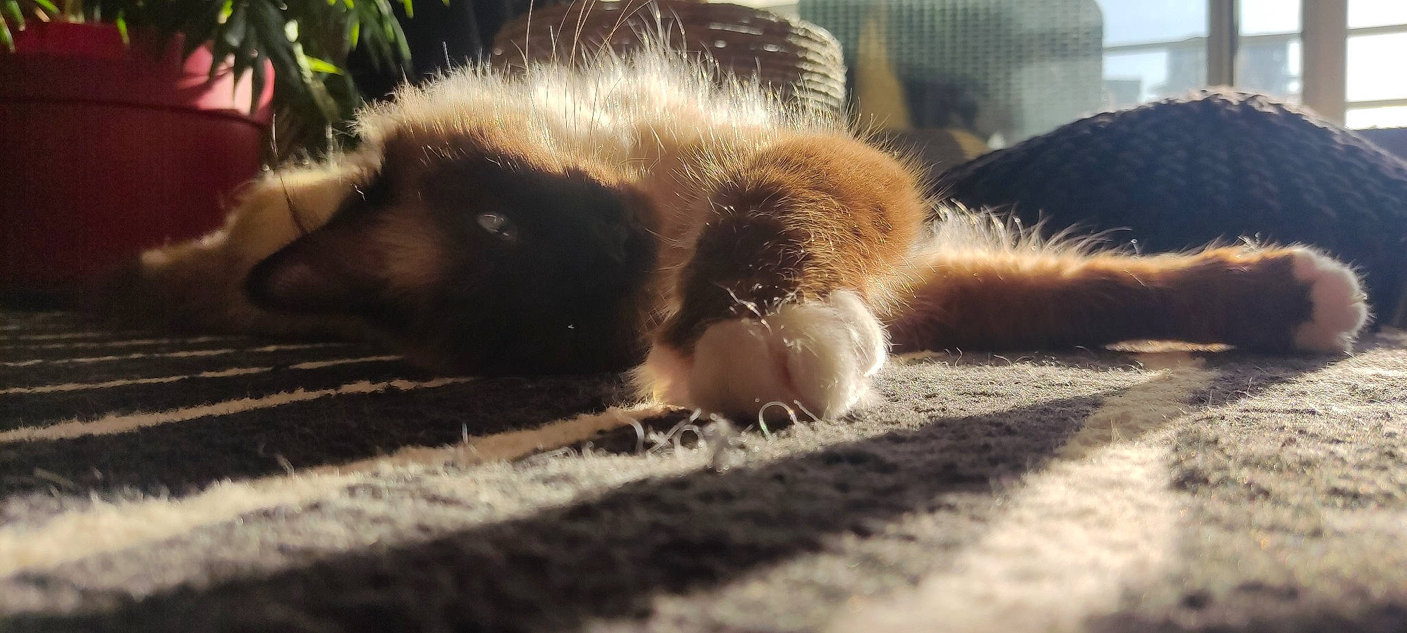 Saphir participe au concours pour gagner de l'argent avec cette photo : canidae, carnivore, claw, comfort, fawn, felidae, flooring, fur, grass, plant, shadow, small_to_medium_sized_cats, snout, soil, tail, terrestrial_animal, tints_and_shades, whiskers, wildlife, wood