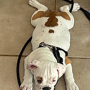 Chubbs joined the competition — help win amazing prizes! bulldog, puppy, dog, pet, white, brown_spots, leash, floor, tile, paw, canine, animal, laying_down, cute, domestic_animal, young, fur, collar, resting, indoor