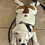 bulldog, puppy, dog, pet, white, brown_spots, leash, floor, tile, paw, canine, animal, laying_down, cute, domestic_animal, young, fur, collar, resting, indoor