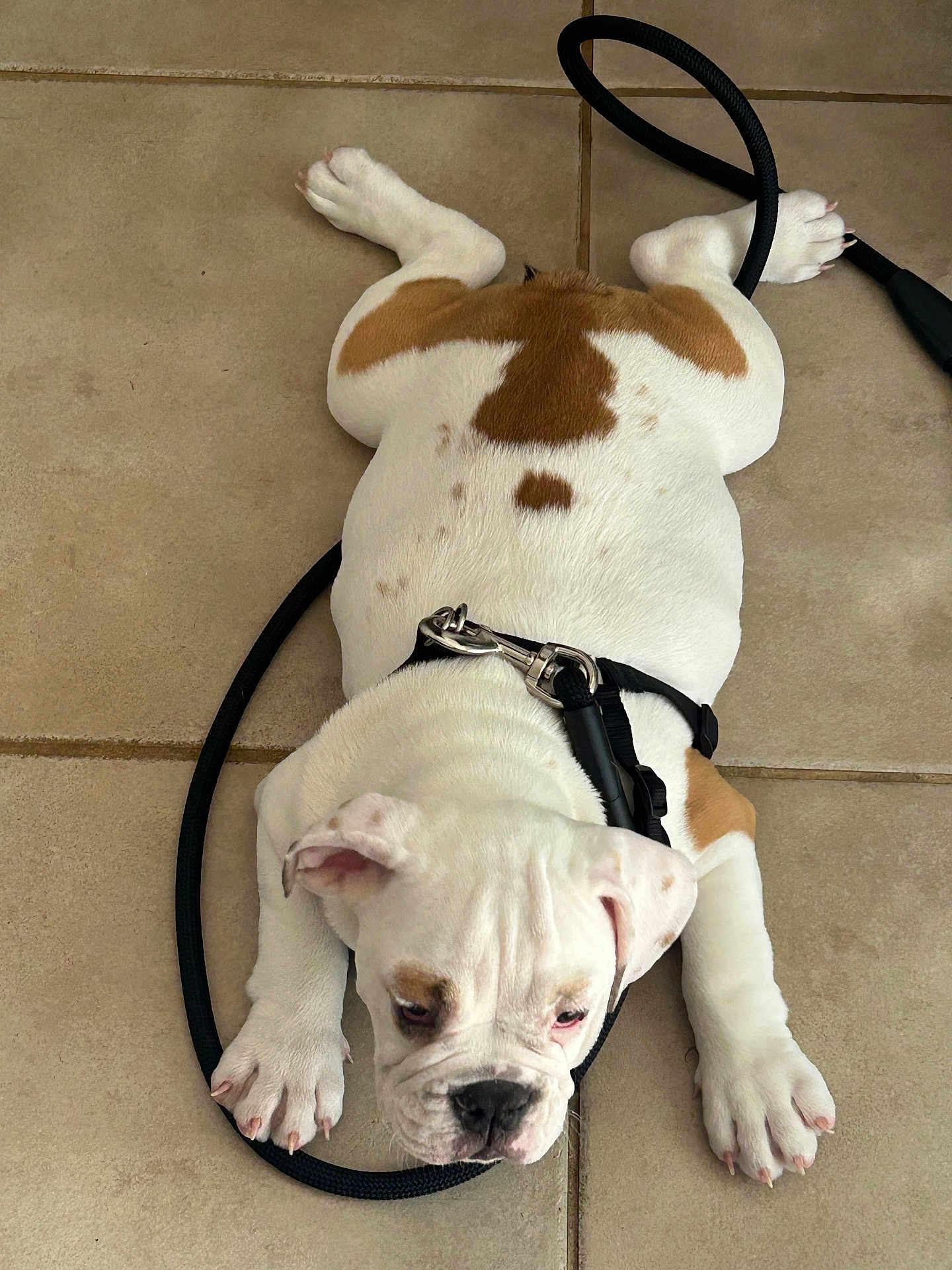 Chubbs joined the competition — help win amazing prizes! bulldog, puppy, dog, pet, white, brown_spots, leash, floor, tile, paw, canine, animal, laying_down, cute, domestic_animal, young, fur, collar, resting, indoor