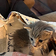 Lux is registered to the contest to win money with this photo: kitten, cat, pet, animal, fur, cute, small, blanket, pattern, indoor, cozy, lap, person, legs, couch, home, resting, curious, soft, furniture