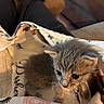 kitten, cat, pet, animal, fur, cute, small, blanket, pattern, indoor, cozy, lap, person, legs, couch, home, resting, curious, soft, furniture