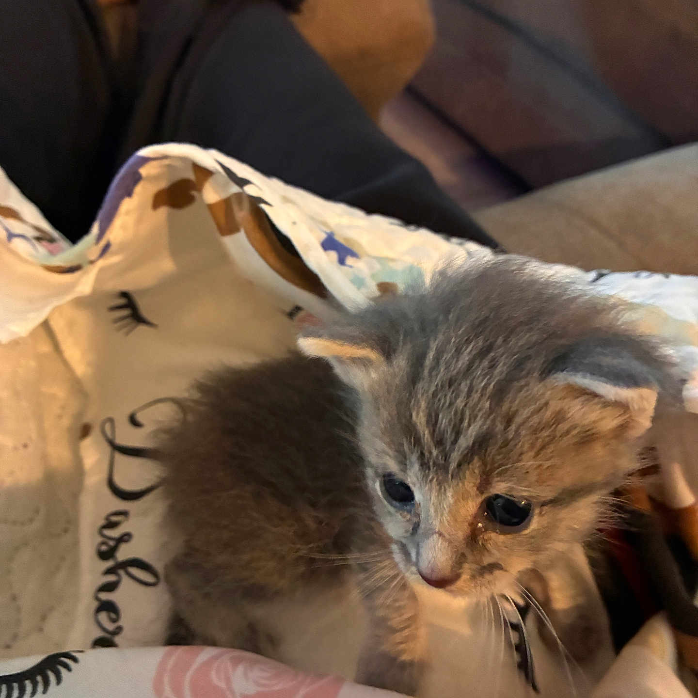 Lux is registered to the contest to win money with this photo: kitten, cat, pet, animal, fur, cute, small, blanket, pattern, indoor, cozy, lap, person, legs, couch, home, resting, curious, soft, furniture