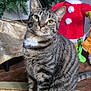 cat, tabby_cat, pet, indoor, christmas_tree, holiday, plush_toy, grinch, festive, carpet, floor, wood_floor, decor, animal, feline, whiskers, ears, sitting, cute, green