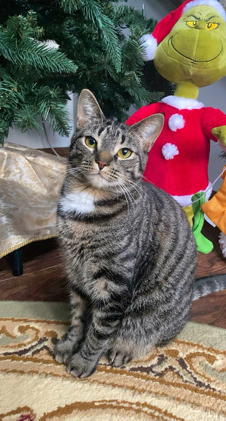 Fresca is registered to the contest to win money with this photo: cat, tabby_cat, pet, indoor, christmas_tree, holiday, plush_toy, grinch, festive, carpet, floor, wood_floor, decor, animal, feline, whiskers, ears, sitting, cute, green