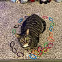 Fresca is registered to the contest to win money with this photo: cat, tabby, carpet, elastic_bands, circle, gnomes, decorations, indoor, pet, striped, feline, curious, sitting, colorful, soft_lighting, playful, home, festive, background, cozy
