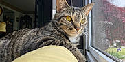 Fresca joined the competition — help win amazing prizes! cat, tabby, indoor, windowsill, window, mesh_screen, yellow_eyes, fur, pet, feline, relaxed, closeup, daylight, home, looking_out, resting, whiskers, domestic_cat, animal, cozy
