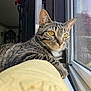 cat, tabby, indoor, windowsill, window, mesh_screen, yellow_eyes, fur, pet, feline, relaxed, closeup, daylight, home, looking_out, resting, whiskers, domestic_cat, animal, cozy
