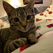 Fresca joined the competition — help win amazing prizes! cat, tabby, close_up, indoor, blanket, patterned_blanket, lamp, painting, cozy, pet, animal, whiskers, fur, ears, paws, curious, relaxed, home, furniture, soft_lighting