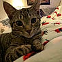 cat, tabby, close_up, indoor, blanket, patterned_blanket, lamp, painting, cozy, pet, animal, whiskers, fur, ears, paws, curious, relaxed, home, furniture, soft_lighting