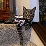 Fresca joined the competition — help win amazing prizes! cat, tabby, pet, indoor, stairs, carpet, feline, striped_shirt, curious, animal, resting, wooden_furniture, decor, cozy, domestic, whiskers, ears, paw, fur, eyes