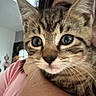 Lilo joined the competition — help win amazing prizes! animal, arm, cat, close_up, curious, cute, domestic_cat, eyes, face_partial, fur, hand, holding, home, indoor, kitten, person, pet, pink_shirt, tabby, whiskers