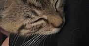 Lilo is registered to the contest to win money with this photo: animal, cat, close_up, cozy, cute, domestic_cat, eyes_closed, face, fur, indoor, mammal, peaceful, pet, portrait, relaxation, resting, sleeping, soft, tabby, whiskers