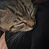 animal, cat, close_up, cozy, cute, domestic_cat, eyes_closed, face, fur, indoor, mammal, peaceful, pet, portrait, relaxation, resting, sleeping, soft, tabby, whiskers