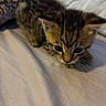 Lilo is registered to the contest to win money with this photo: animal, bed, blanket, cat, closeup, curious, cute, feline, fur, indoor, kitten, mammal, pet, resting, small, soft_texture, striped, tabby, whiskers, young_animal