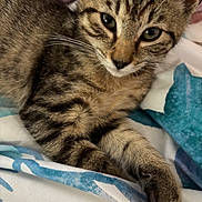 Lilo is registered to the contest to win money with this photo: animal, bed, blanket, cat, close_up, cute, domestic_cat, feline, fur, indoor, kitten, paw, pet, resting, sleepy, soft, striped, tabby, whiskers, young