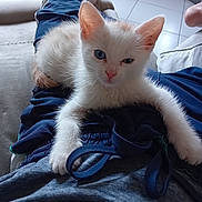 Alvin a rejoint le concours — aidez-le/la à gagner de superbes lots ! animal, blue_eye, cat, close_up, clothing, cute, domestic, furniture, indoor, kitten, lap, paw, person, pet, relaxing, resting, soft_fur, tile_floor, white_fur, young