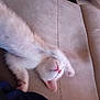 animal, cat, couch, cozy, cute, domestic, feline, fur, indoor, kitten, nap, paw, pet, pink_nose, relaxing, resting, sleeping, soft, white_fur, young