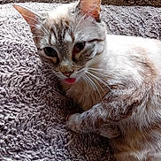 Vanille participe au concours pour gagner de l'argent avec cette photo : cat, animal, pet, feline, tongue_out, cute, fluffy, relaxed, indoor, texture, blanket, soft, whiskers, ears, closeup, resting, fur, tabby, playful, cozy