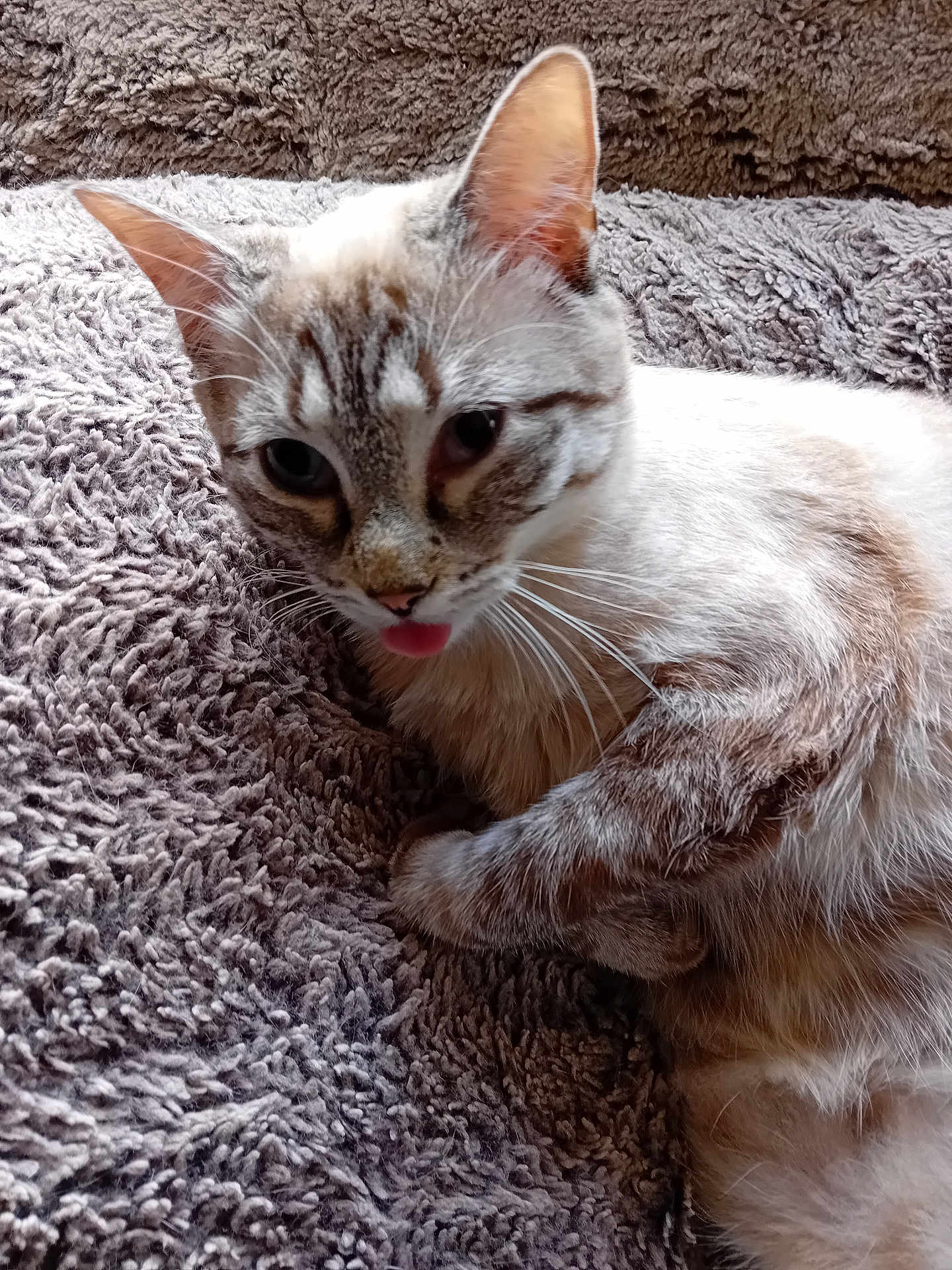 Vanille participe au concours pour gagner de l'argent avec cette photo : cat, animal, pet, feline, tongue_out, cute, fluffy, relaxed, indoor, texture, blanket, soft, whiskers, ears, closeup, resting, fur, tabby, playful, cozy
