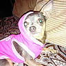 dog, small_dog, hoodie, pink_clothing, pet, indoor, blanket, cushion, brown, beige, animal, cute, looking_at_camera, lying_down, one_ear_up, fur, portrait, companion, domestic_animal, relaxed