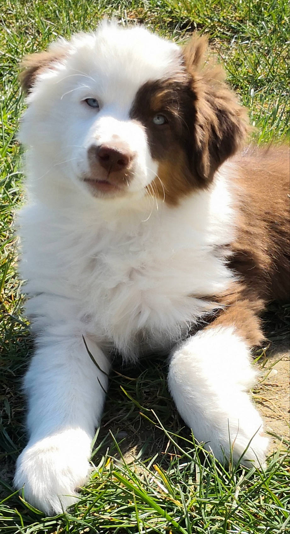 Puschka a rejoint le concours — aidez-le/la à gagner de superbes lots ! ancient_dog_breeds, australian_collie, australian_shepherd, border_collie, canidae, carnivore, companion_dog, dog, dog_breed, mammal, miniature_australian_shepherd, puppy, rare_breed_dog, sporting_group, vertebrate