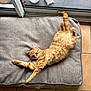 animal, cat, cushion, decor, ears, feline, fur, glass_door, home, indoor, orange_tabby, pet_bed, potted_plant, relaxed, stretching, succulent, sunlight, tail, tile_floor, whiskers